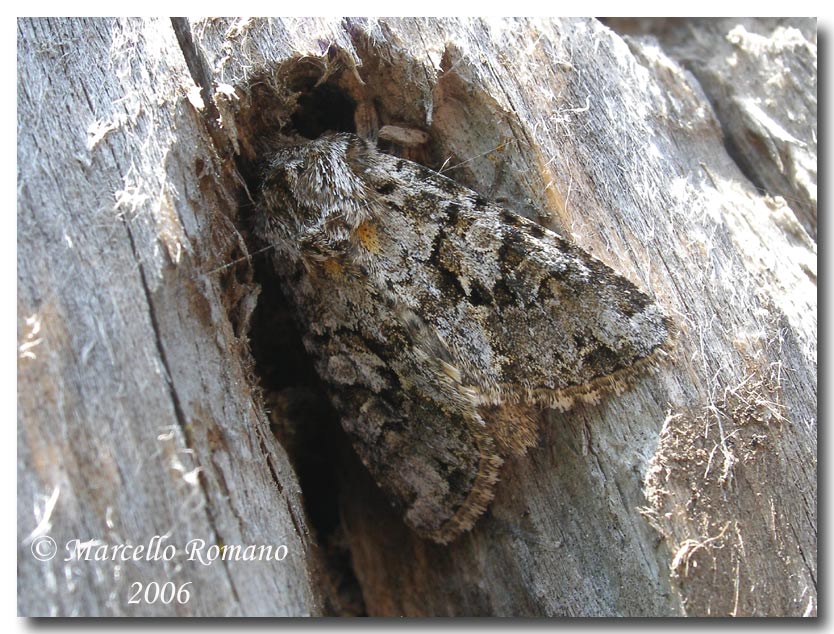 Insetti del Parco Adamello Brenta (TN): immagini e appunti